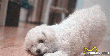 怎么饲养比熊犬？这些正确的饲养知识，宠主们都需知道