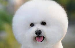 怎么饲养比熊犬？这些正确的饲养知识，宠主们都需知道