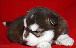 宠物狗接种疫苗产生的误区与注意事项