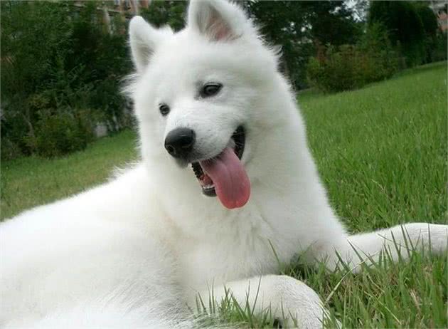 最笨的4种狗狗，萨摩耶犬上榜，来看看你家的狗狗上榜了吗