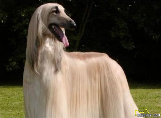最笨的4种狗狗，萨摩耶犬上榜，来看看你家的狗狗上榜了吗