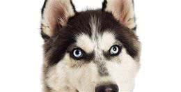 狗狗是如何思考的？狗狗5大心理特点
