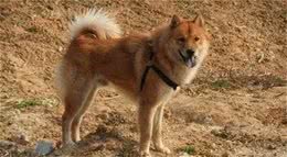 极具天赋的原生松狮犬，应和泰坦尼克号一样，不被遗忘