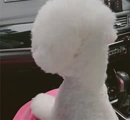 狗狗真的有紧急避孕药吗？