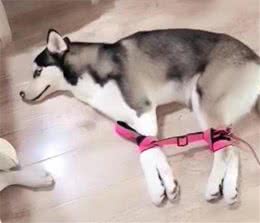 训练的最基本手段1（宠物狗）