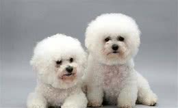 比熊犬训练应当从什么时候开始？