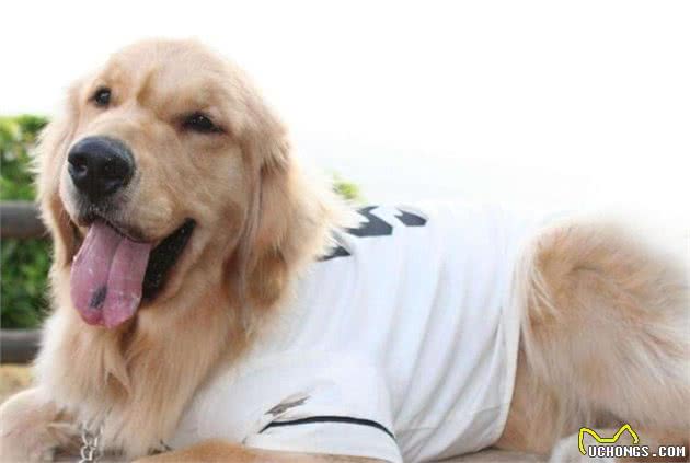 狗狗要不要穿衣服呢,只为美观还是有益处,快看看穿对了吗？