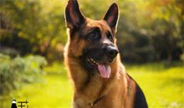 牧羊犬当中，这五种牧羊犬受欢迎程度颇高