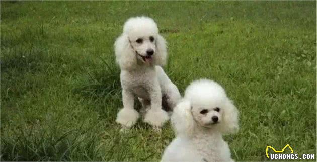 世界上智商最高的5种狗狗排名，金毛犬、德牧上榜，第一原来是它