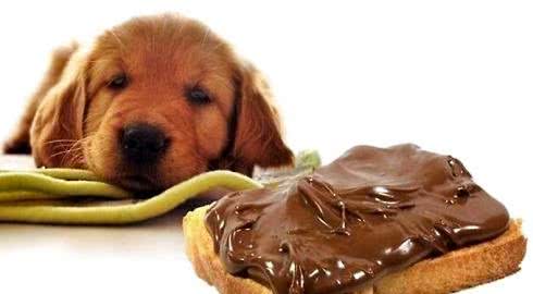 犬不能吃的东西，这些食物都很常见，铲屎官们注意了