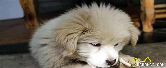 犬不能吃的东西，这些食物都很常见，铲屎官们注意了