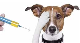 狗狗感冒的六大症状，千万别忽视他