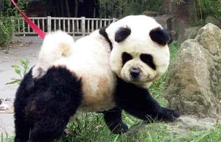 狗狗染毛弊大于利