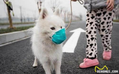 肺炎防疫期间，狗狗在家憋得嗷嗷叫，到底能不能出门遛弯呢？