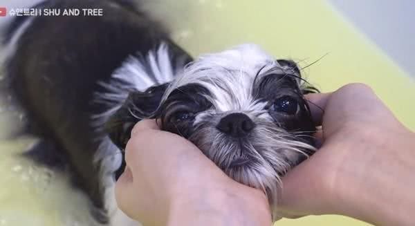 乱毛丘巴卡变身“双马尾萌妹” 西施犬SPA舒适眯眼睡着