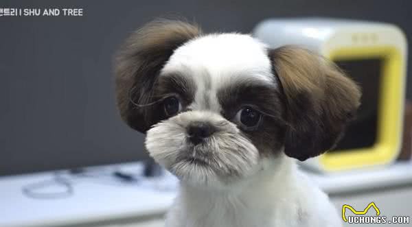 乱毛丘巴卡变身“双马尾萌妹” 西施犬SPA舒适眯眼睡着