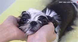乱毛丘巴卡变身“双马尾萌妹”　西施犬SPA舒适眯眼睡着