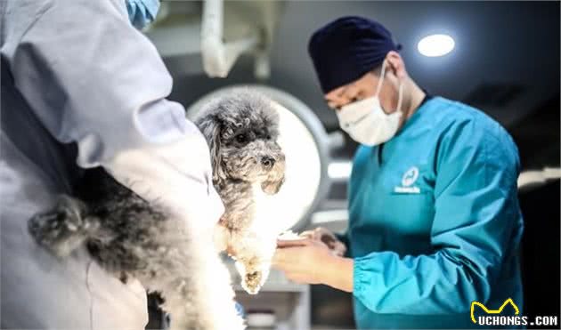 训犬师熬夜整理，收藏过万的养狗必备指南