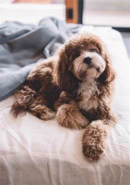 训犬师熬夜整理，收藏过万的养狗必备指南