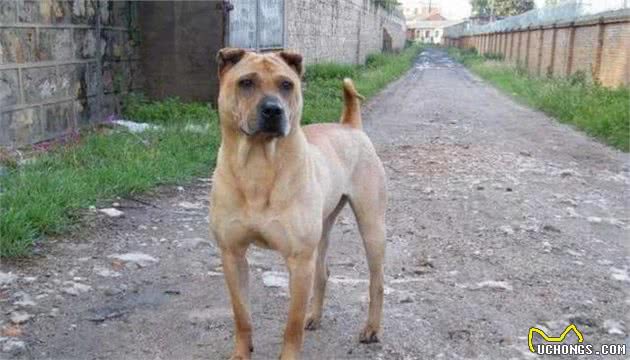 中国第一斗犬,战力在藏獒之上,曾降服老美、地位和比特相当