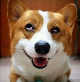 要是你家狗狗有这6种表现，说明它真的“笨”到家了