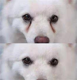 狗狗有泪痕消除有方法