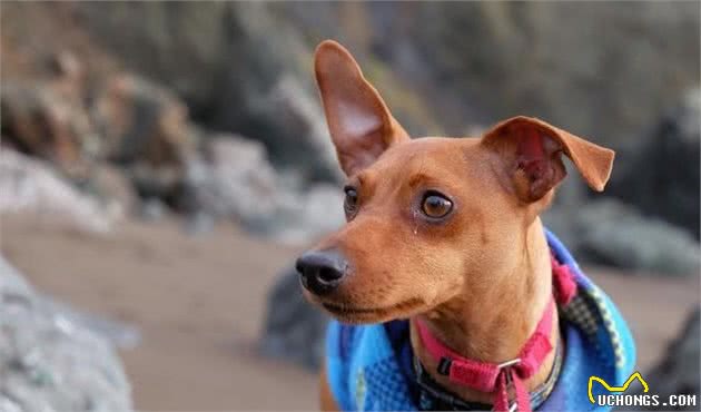 给狗狗戴项圈比逼孩子穿秋裤还难？训犬师教你一些小妙招