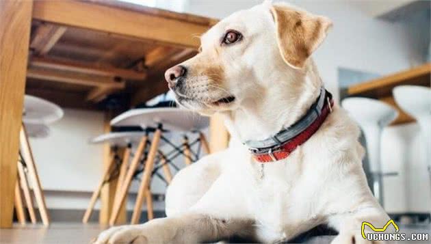 给狗狗戴项圈比逼孩子穿秋裤还难？训犬师教你一些小妙招