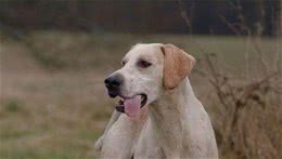 猎狐犬的智商智商排名第46位不容易训练