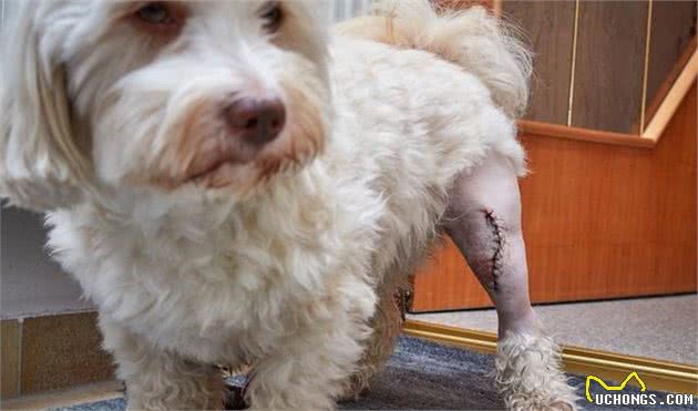 泰迪犬三脚跳(髌骨脱位)，没达到这些标准是不需要手术治疗的