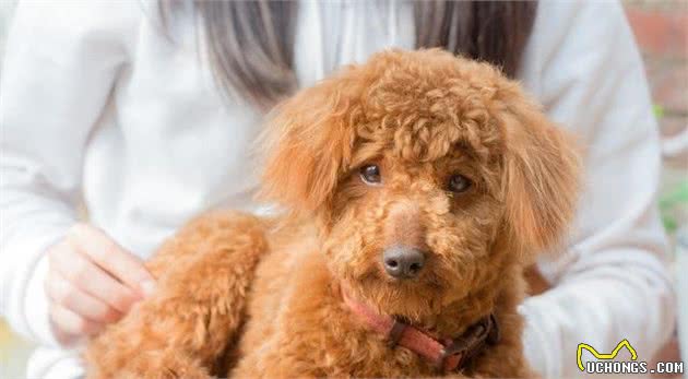泰迪犬三脚跳(髌骨脱位)，没达到这些标准是不需要手术治疗的