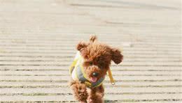 泰迪犬三脚跳(髌骨脱位)，没达到这些标准是不需要手术治疗的