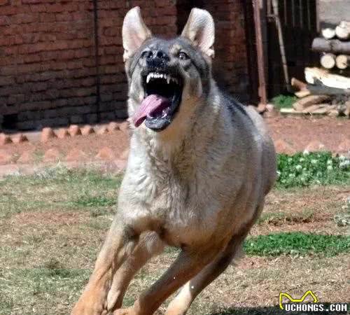 强悍霸气的护卫犬，狼青犬，猛犬中的柔情铁汉!