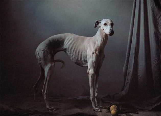 影象记载:西班牙受虐猎犬的康复之路
