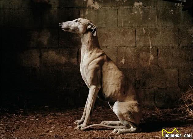 影象记载:西班牙受虐猎犬的康复之路