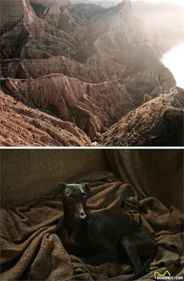 影象记载:西班牙受虐猎犬的康复之路