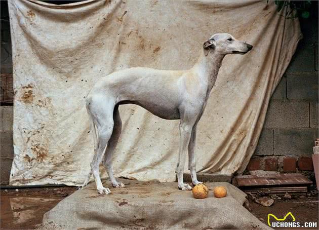 影象记载:西班牙受虐猎犬的康复之路
