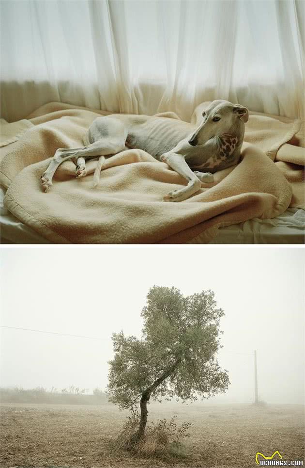 影象记载:西班牙受虐猎犬的康复之路