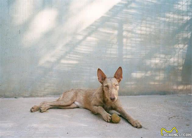 影象记载:西班牙受虐猎犬的康复之路
