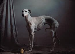 影象记载：西班牙受虐猎犬的康复之路