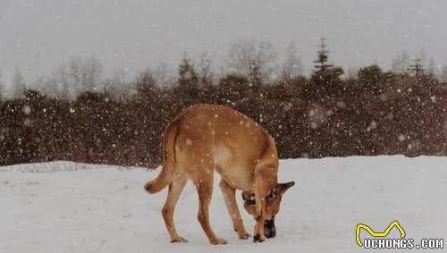 犬行为大全之一