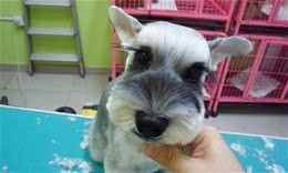 如何为小型犬做简单的美容