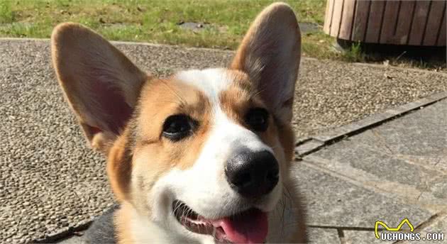 卡卡西才是火影中的隐形土豪！他的忍犬都是名贵品种！除了哈士奇犬