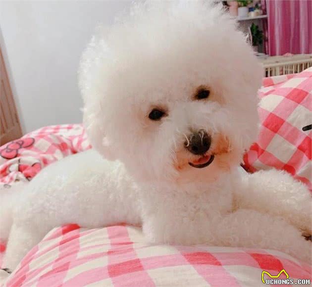 狗狗犯错了怎么办？下面这5种惩罚方法，会让它好好长记性！