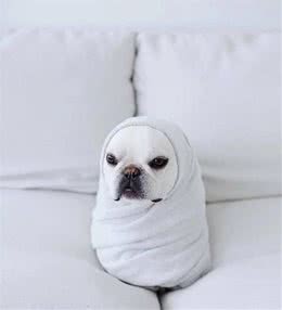 不会买犬粮？是你不会挑犬粮