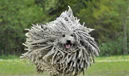 奔跑中牧羊犬神似大拖把