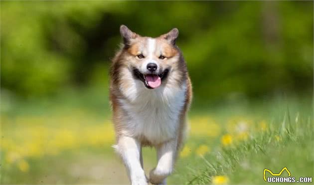 网友选出的10种最美丽犬的品种，快看看你家养了哪一种？