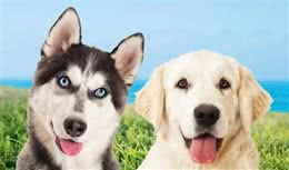 网友选出的10种最美丽犬的品种，快看看你家养了哪一种？