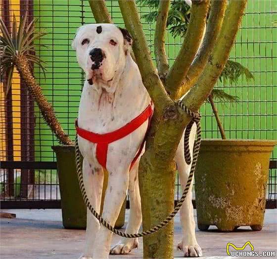 狩猎已成回忆，这4种犬曾经能够完爆野兽，猎户的掌上明珠