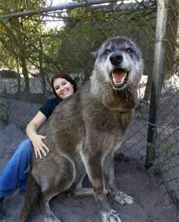 狩猎已成回忆，这4种犬曾经能够完爆野兽，猎户的掌上明珠